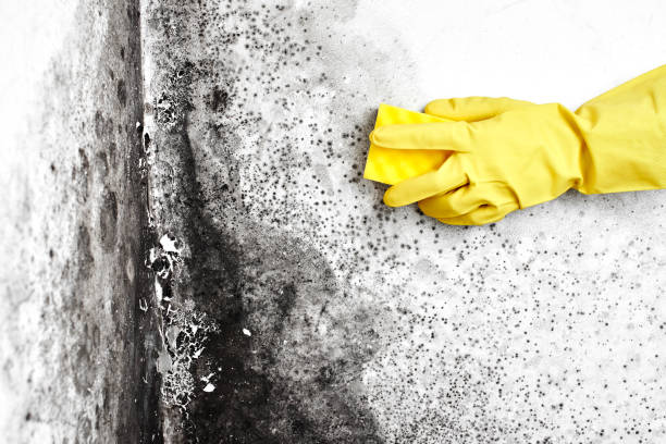 Mold Removal Process in Wheat Ridge, CO