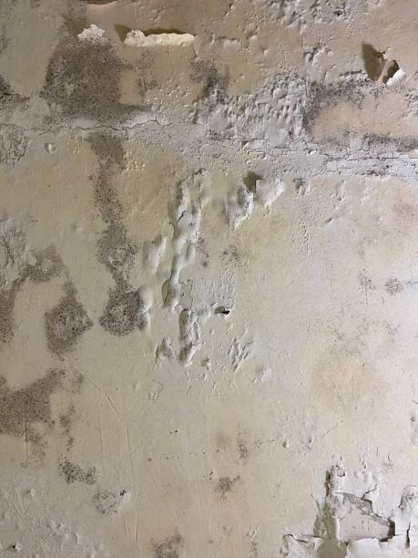 Attic Mold Removal in Wheat Ridge, CO