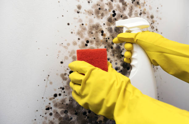 Best Local Mold Removal Service  in Wheat Ridge, CO