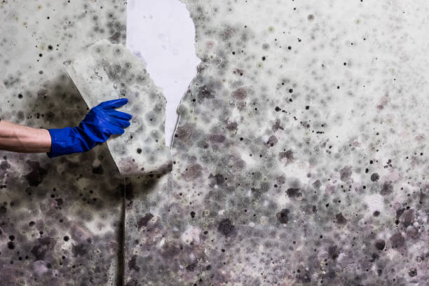 Best Toxic Mold Removal  in Wheat Ridge, CO