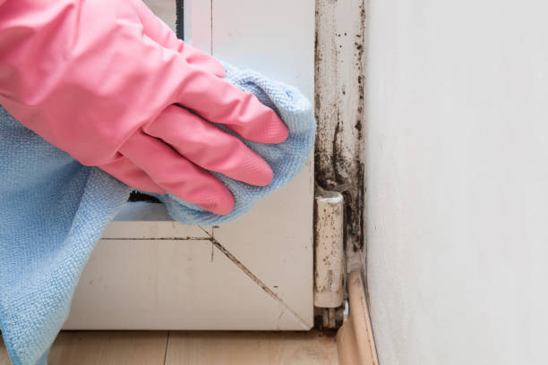 Best Best Mold Removal Companies  in Wheat Ridge, CO