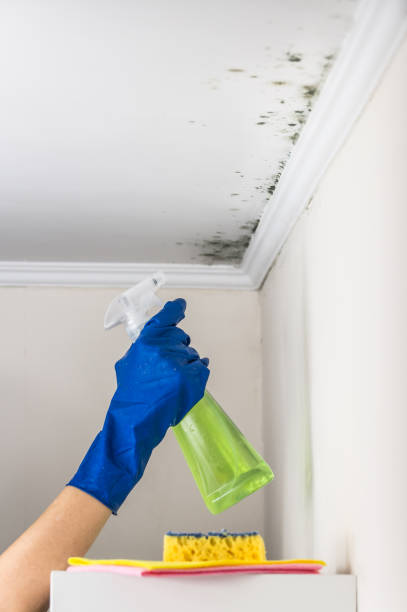 Best Fast Mold Removal  in Wheat Ridge, CO